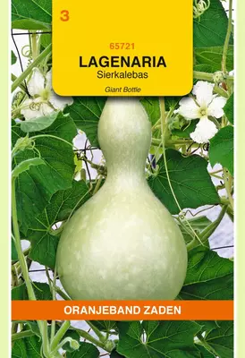Oranjeband zaden Lagenaria, Sierkalebas Giant Bottle - afbeelding 1
