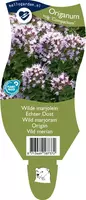 Origanum vulgaris compactum (Wilde marjolein) - afbeelding 1