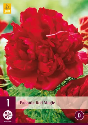 Paeonia red magic 1 stuks - afbeelding 1