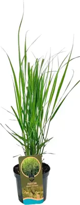 Panicum virgatum 'Northwind' (Vingergras) 60cm - afbeelding 1