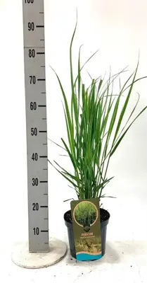 Panicum virgatum 'Northwind' (Vingergras) 60cm - afbeelding 3