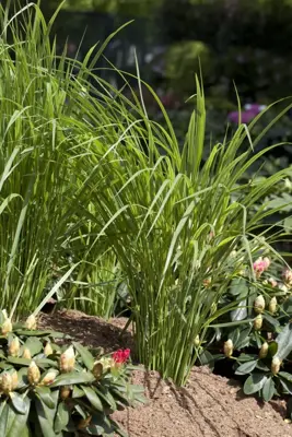 Panicum virgatum 'Northwind' (Vingergras) 60cm - afbeelding 4