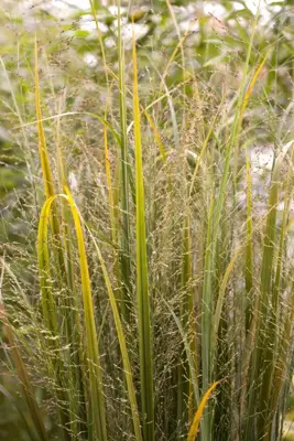 Panicum virgatum 'Northwind' (Vingergras) 60cm - afbeelding 5