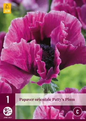 Papaver orientale pattys plum 1 stuks - afbeelding 1