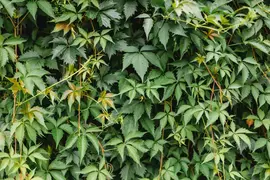 Parthenocissus 'Henryana' (Chinese wilde wingerd) klimplant 75cm - afbeelding 4