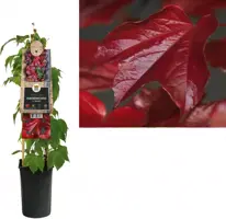 Parthenocissus tricuspidata 'Veitchii' (Wilde wingerd) klimplant kopen?