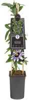 Passiflora 'Damsel's Delight' (Passiebloem) klimplant 75cm - afbeelding 3