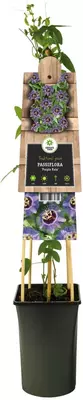 Passiflora 'Purple Rain' (Passiebloem) klimplant 75cm - afbeelding 2
