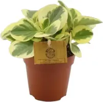 Peperomia Obtipan bicolor (Zwanenkruid, Zwanenkroos, Rondo Venetiano plant) 20cm kopen?