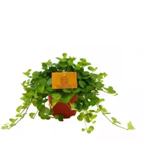 Peperomia rotundifolia (Zwanenkruid) 20cm kopen?