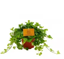 Peperomia rotundifolia (Zwanenkruid) 25cm kopen?