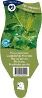 Petroselinum neapolitanum (Platte peterselie) kopen?