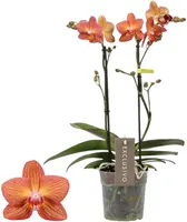 Phalaenopsis 'Exclusivo Eos' (Orchidee) 45cm kopen?