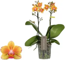 Phalaenopsis 'Exclusivo Juno' (Orchidee) 45cm kopen?