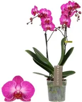 Phalaenopsis 'Exclusivo Roma' (Orchidee) 45cm kopen?