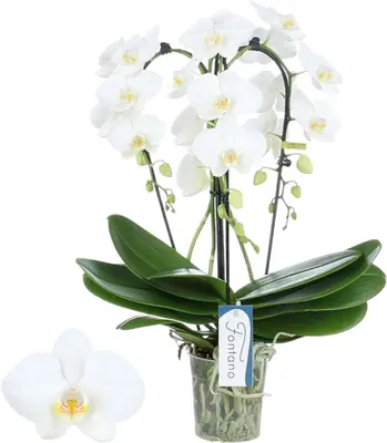 Phalaenopsis 'Fontano Bellagio' (Orchidee) 50cm - afbeelding 1