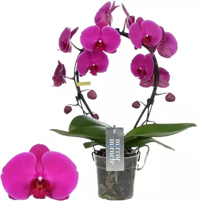 Phalaenopsis 'Mirror Miracle Mulan' (Orchidee) 50cm - afbeelding 1