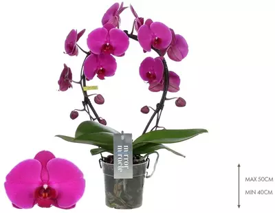Phalaenopsis 'Mirror Miracle Mulan' (Orchidee) 50cm - afbeelding 2