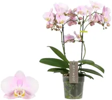 Phalaenopsis 'Optimost Angel Eyes' (Orchidee) 45cm kopen?