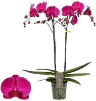 Phalaenopsis 'Optistar Lopez' (Orchidee) 60cm kopen?