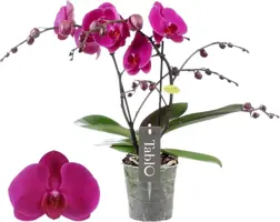 Phalaenopsis 'Purple Rain' (Orchidee) 40cm kopen?