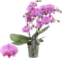 Phalaenopsis 'Tablo Pink Gin' (Orchidee) 40cm kopen?