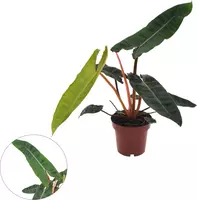 Philodendron billietiae 25cm kopen?