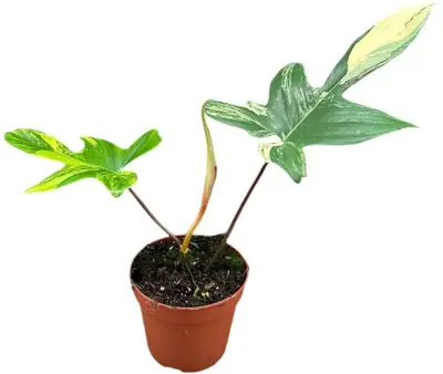 Philodendron 'Florida Beauty' (Philodendron) 40cm - afbeelding 1