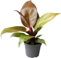 Philodendron 'Orange' (De oranje prins) 10cm