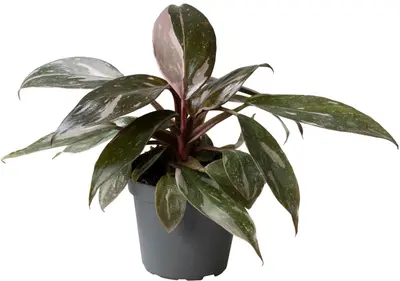 Philodendron 'Pink Princess Marble' 12cm - afbeelding 1