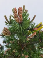Pinus mugo  'klostergrün' c5 h20 - afbeelding 2