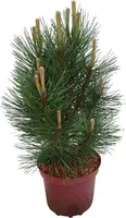 Pinus nigra 'kleiner turm' p21 h40 - afbeelding 1