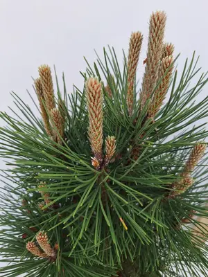 Pinus nigra 'kleiner turm' p21 h40 - afbeelding 2
