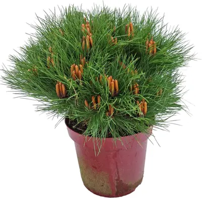 Pinus nigra 'marie bregeon' p26 h40 - afbeelding 1