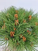 Pinus nigra 'marie bregeon' p26 h40 - afbeelding 2