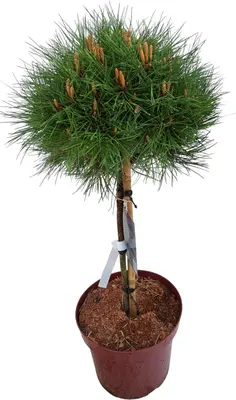 Pinus nigra 'marie bregeon' p32 h100 - afbeelding 1