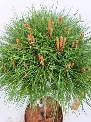 Pinus nigra 'marie bregeon' p32 h100 - afbeelding 2