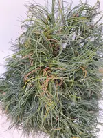 Pinus par. 'twister green' p26 h40 - afbeelding 2