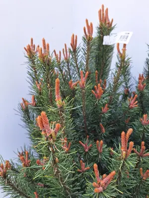 Pinus sylvestris 'Watereri' (Grove den) 60cm - afbeelding 2