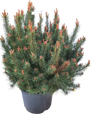 Pinus sylvestris 'Watereri' (Grove den) 60cm - afbeelding 1