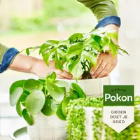 Pokon Bio Groene planten Voeding 250ml - afbeelding 4