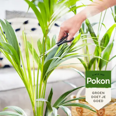 Pokon Bio Palm Voeding 250ml - afbeelding 2