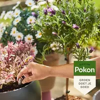 Pokon Bio Terras & Balkon Planten Voedingskegels 40 stuks - afbeelding 3