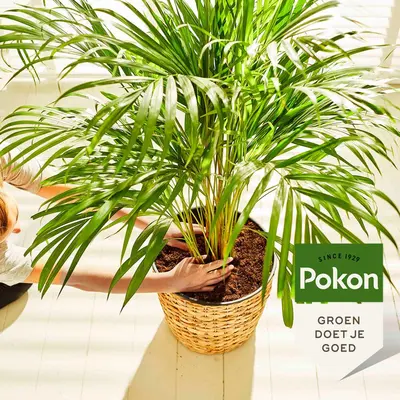 Pokon Palm Voeding 250ml - afbeelding 3