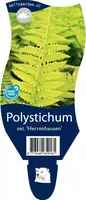 Polystichum setiferum 'Herrenhausen' (Naaldvaren) - afbeelding 1