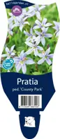 Pratia ped. 'County Park' (Pratia) kopen?