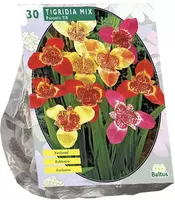 Tigridia pavonia mix 30st - afbeelding 1