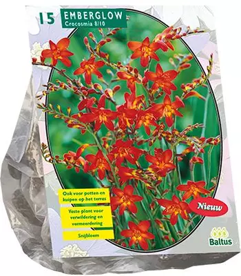 Crocosmia emberglow 15st - afbeelding 1