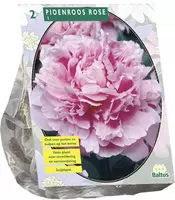 Paeonia roze 2st - afbeelding 1