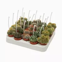 Cactus gemengd (Mix van Bolcactussen) 8cm kopen?